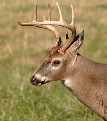 JPG CS Buck5 DSC_6741.jpg