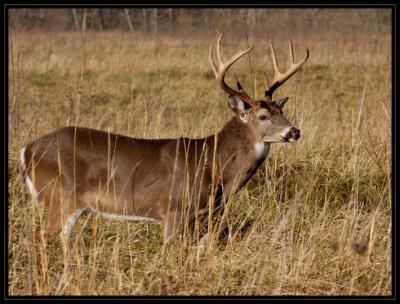 JPG CSB2 Buck1 DSC_6830.jpg