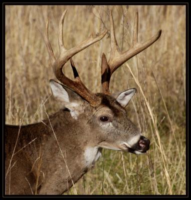 JPG CSBa Buck1 DSC_6839.jpg