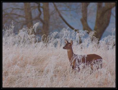 JPG CSB Frosty Doe DSC_6771.jpg