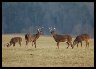 JPG CSB Four Bucks DSC_7758.jpg