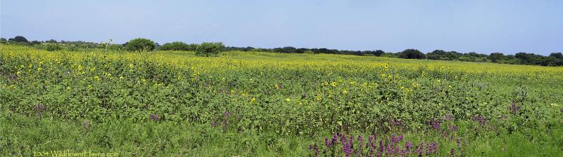 Field of Sunflowers