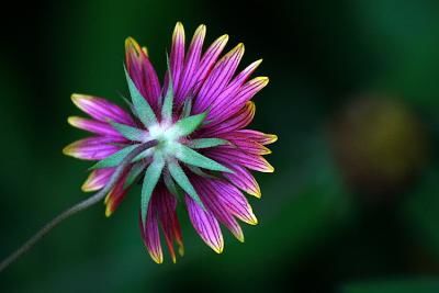 Wildflowers of May Photo Contest 2004