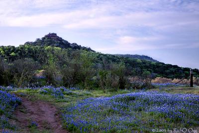 Morning Bluebonnets