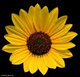 Sunflower Mask
