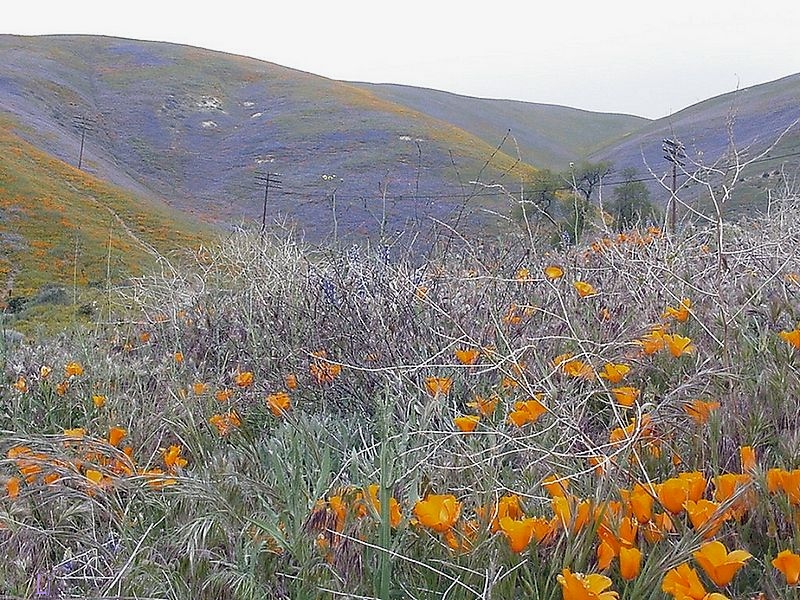 Gorman, California poppies <br>[Honorable Mention]