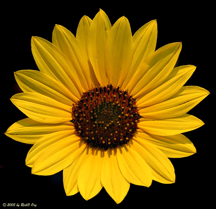 Sunflower Mask
