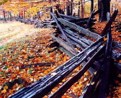 Snowy Rail Fence - Lvs  Maple Trees EN CR tb0301.jpg