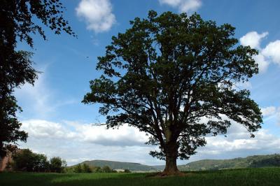 Oak tree