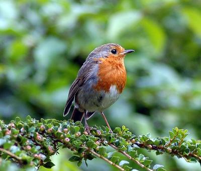 Robin