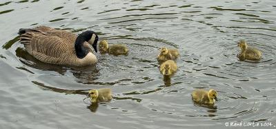 Bernaches du Canada / Canada Geese