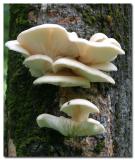 Champignons / Mushrooms