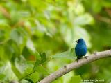 Passerin indigo / Indigo Bunting