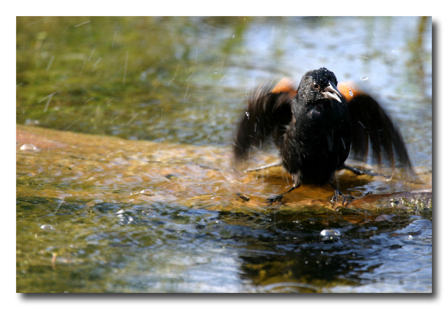 Carouge / Red-Winged Blackbird