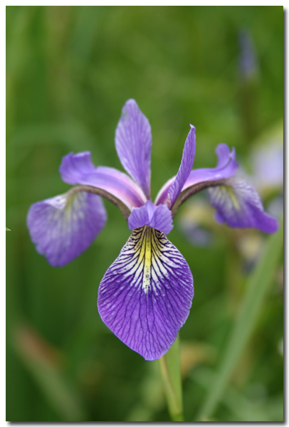 Iris Versicolore