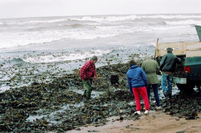 Gathering Irish Moss