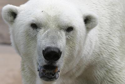 Polar bear @ Madison zoo