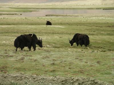 Kathmandu to Llhasa - Tibetan Yak