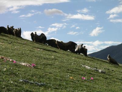 Drigung Til Monastery - Vultures Prior To Sky Burial