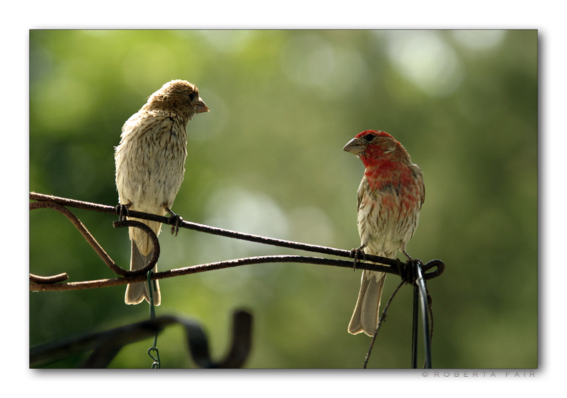 Two Friends