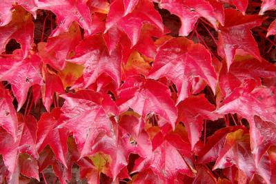 Red leafed wall