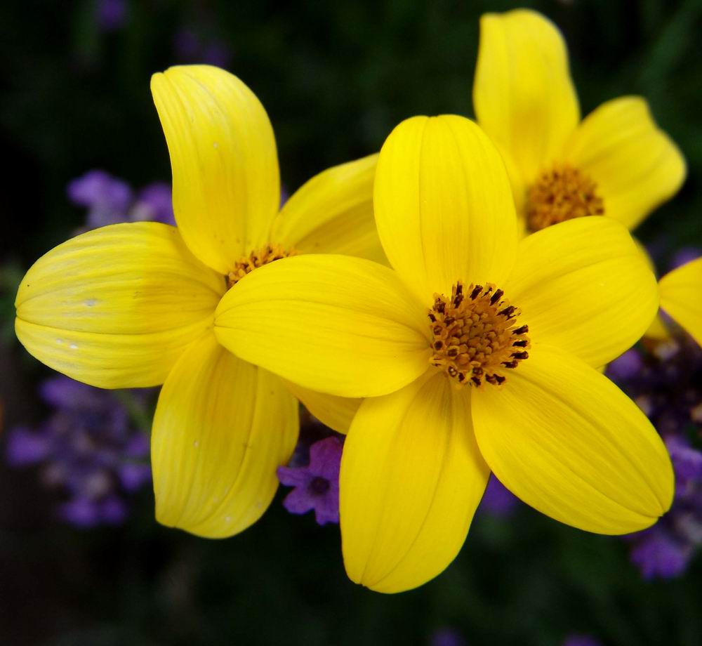 Yellow beauty