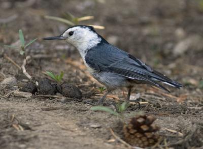 White-breasted Nuthatch on the ground