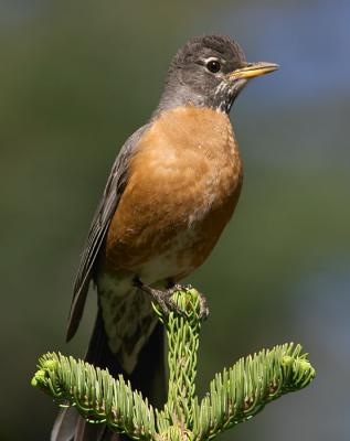 American Robin : Turdus migratorius