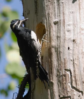 Williamson's Sapsucker (male)