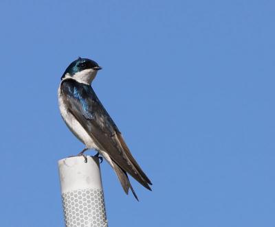 Tree Swallow : Tachycineta bicolor