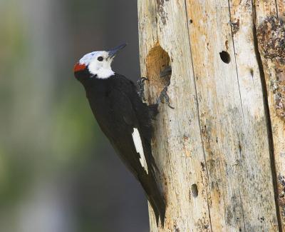 White-headed Woodpecker : Picoides albolarvatus