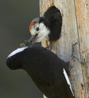 White-headed Woodpecker