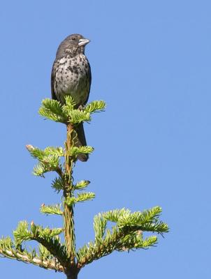 Singing Fox Sparrow