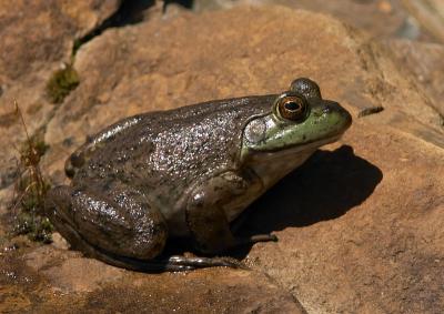 Bullfrog