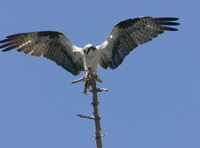 Osprey : Pandion haliaetus