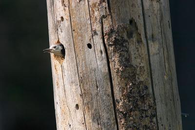 White-headed Woodpecker