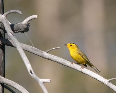 Wilson's Warbler