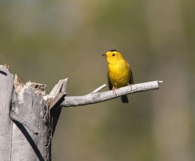 Wilson's Warbler