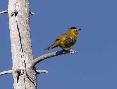 Wilson's Warbler