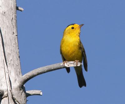 Wilson's Warbler