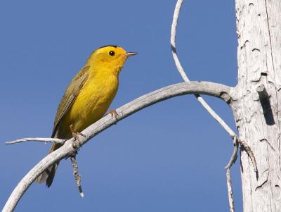 Wilson's Warbler