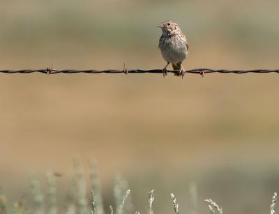 Vesper Sparrow?