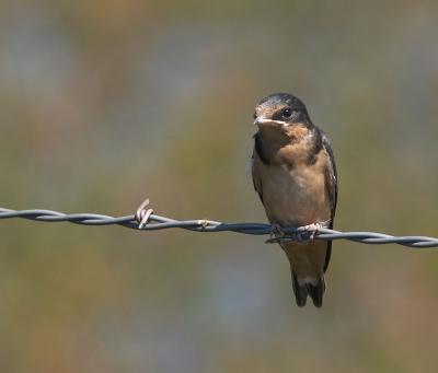 Juvenile Barn Swallow