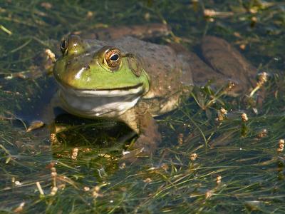 Bullfrog