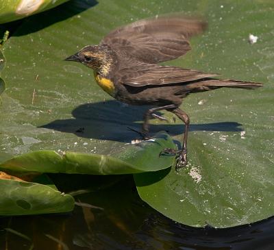 Yellow-headed Blackbird : Xanthocephalus xanthocephalus