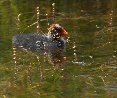 Juvenile Coot