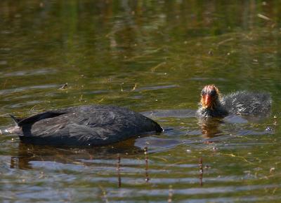 American Coot with young