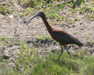 White-faced Ibis