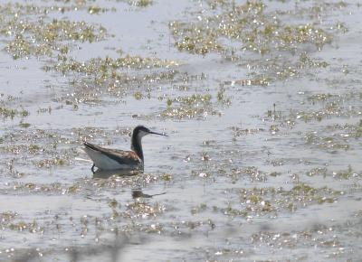 Wilson's Phalarope