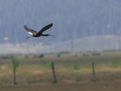 White-faced Ibis : Plegadis chini